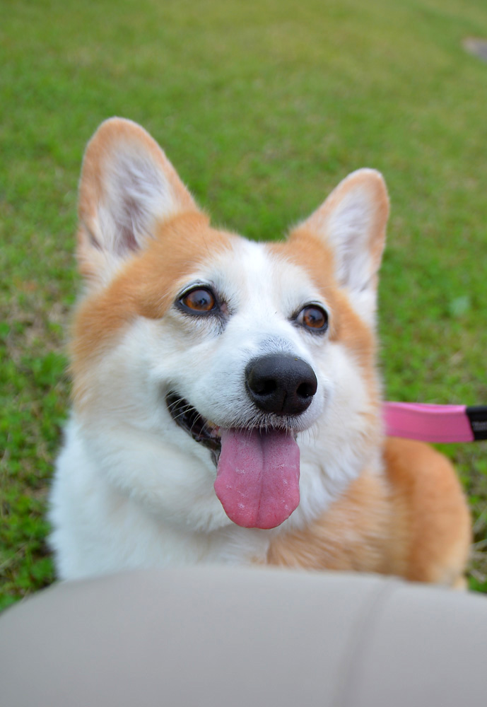 pejesapo's tweet photo. 今日はいもうとモモちゃんの誕生日。
11歳になりました。早いねえ。信じられない。
毎日毎日かわいいです。
これからも元気で長生きしてね。 https://t.co/80NlzWkef3