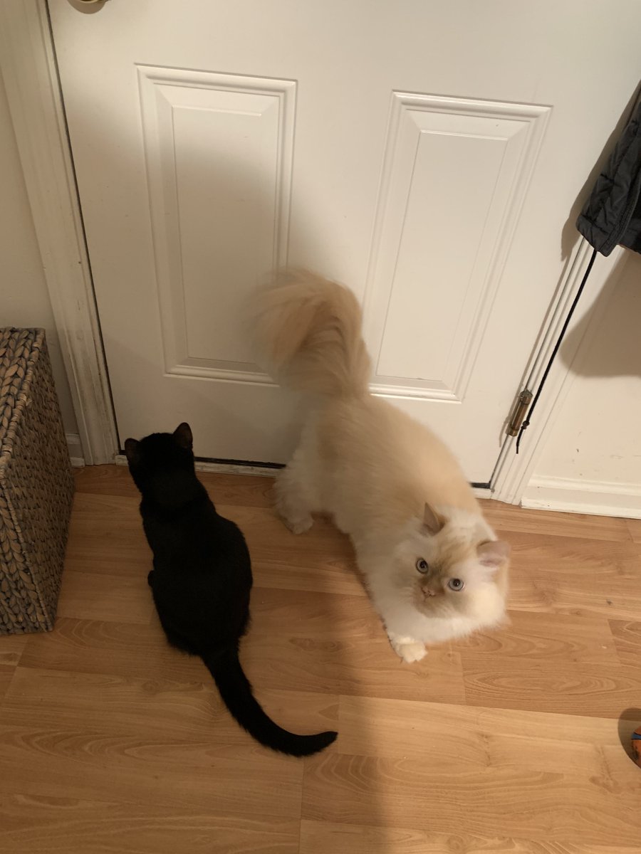 gonzpics's tweet photo. garage addicts begging to be let out https://t.co/v2UFE5FADm