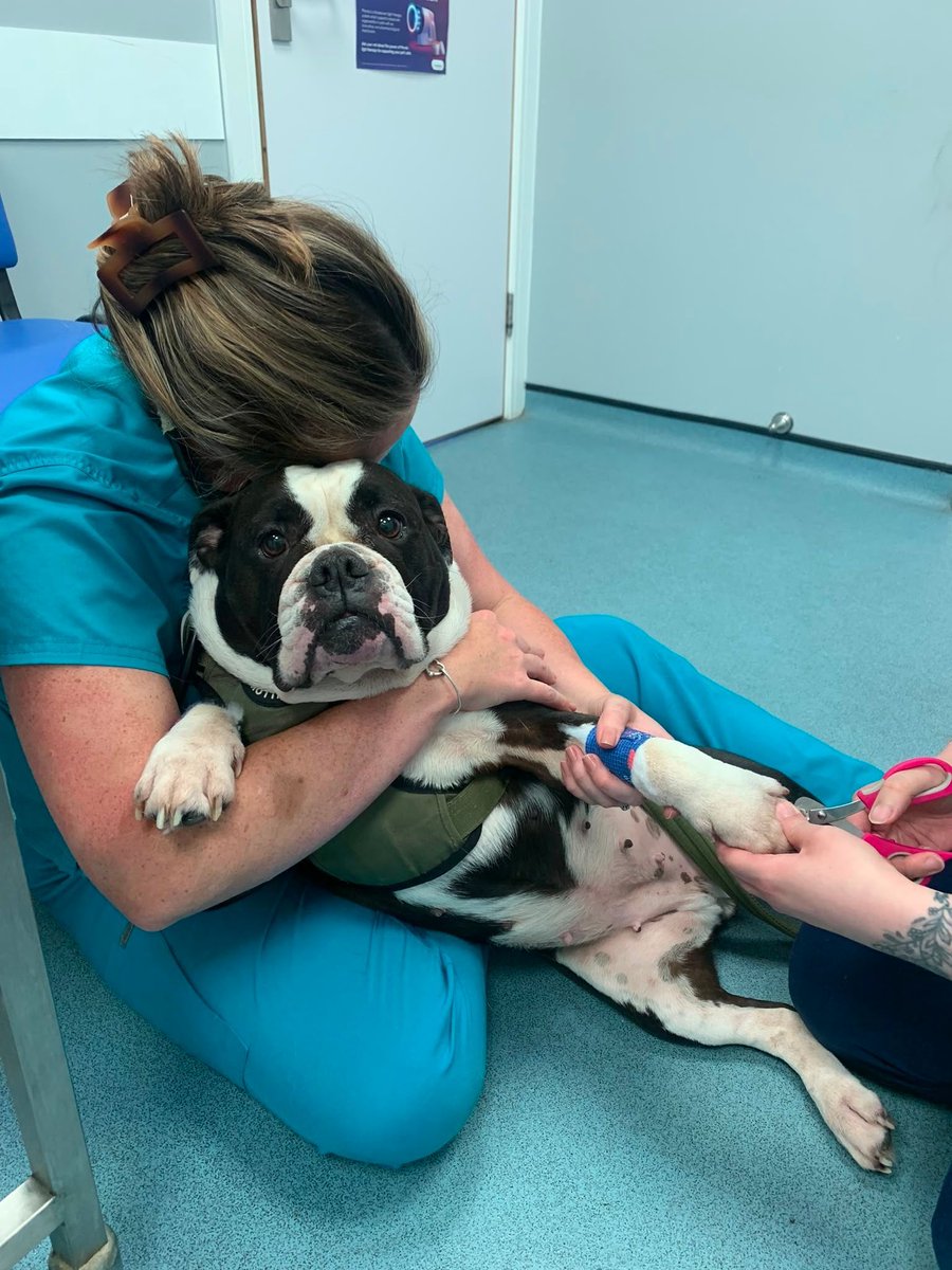 StKittsVets's tweet photo. Beautiful Osher visited our team at Crookham Park Vets for a nail trim!

It's safe to say she looked a little wary of the whole experience... but plenty of cuddles helped make it much more comfortable 🥰 https://t.co/KnXNM2YzMi