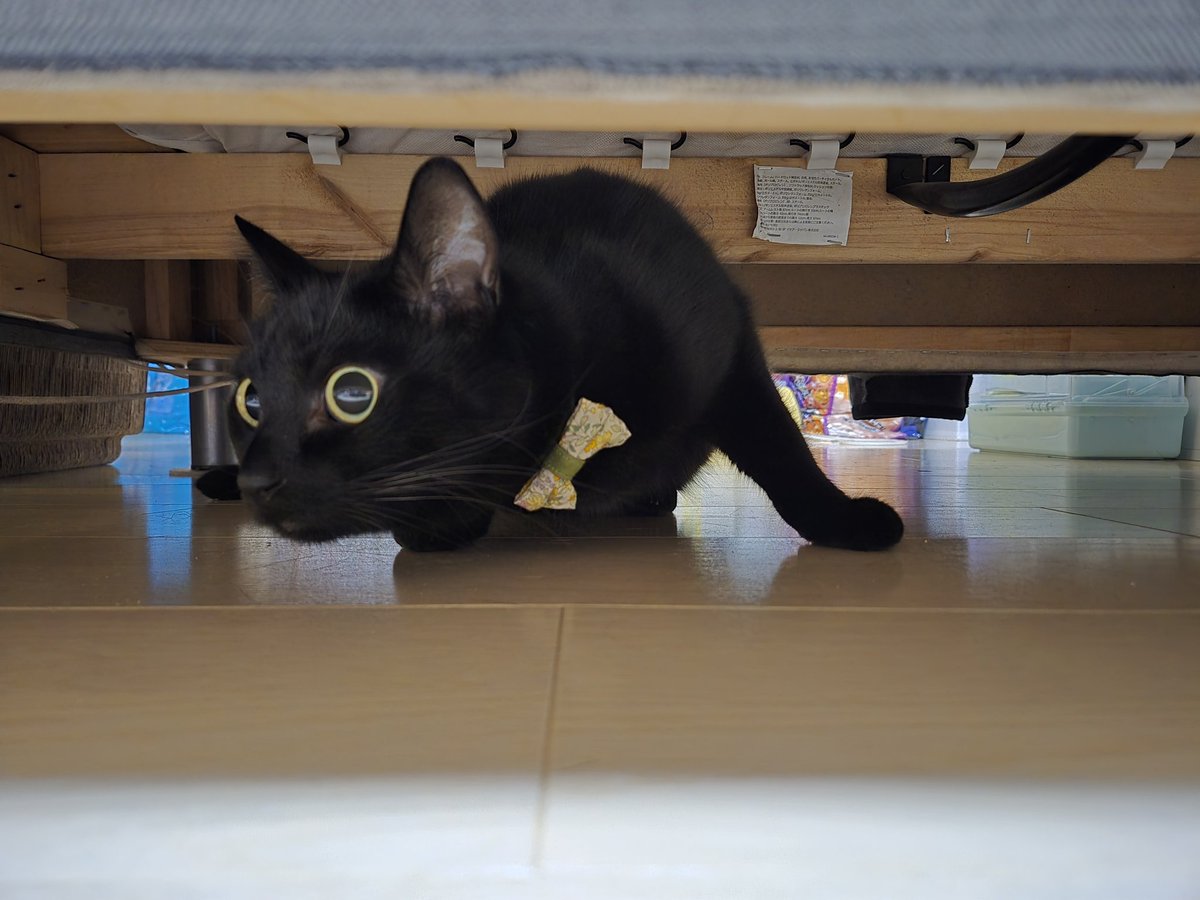 noaru529's tweet photo. 昨日の地震はこわかったね。
ソファの下に隠れてからしばらく出てこなかった。 https://t.co/3UKNEcjWwE