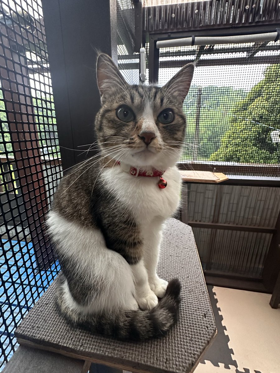 0311masa's tweet photo. 猫も暇してます。 https://t.co/IQs7cNYaqC
