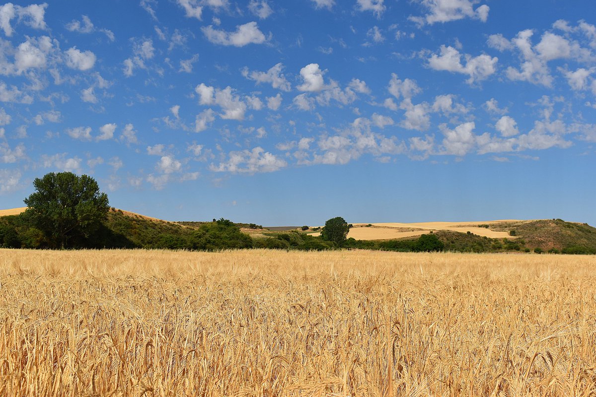 tomeandres's tweet photo. Una rebelde entre la cebada. Primer sábado del verano. Calor propio de junio. Superaremos los 30°C. #Lerma #Burgos @HimarGonzalez @ElTiempoA3 @Tiempo_Mercedes @alvaronavvv @lasextameteo @Nuria_Sero @GabriValcarcel @el_tiempohoy @sibilafc https://t.co/ASiO5prRKc