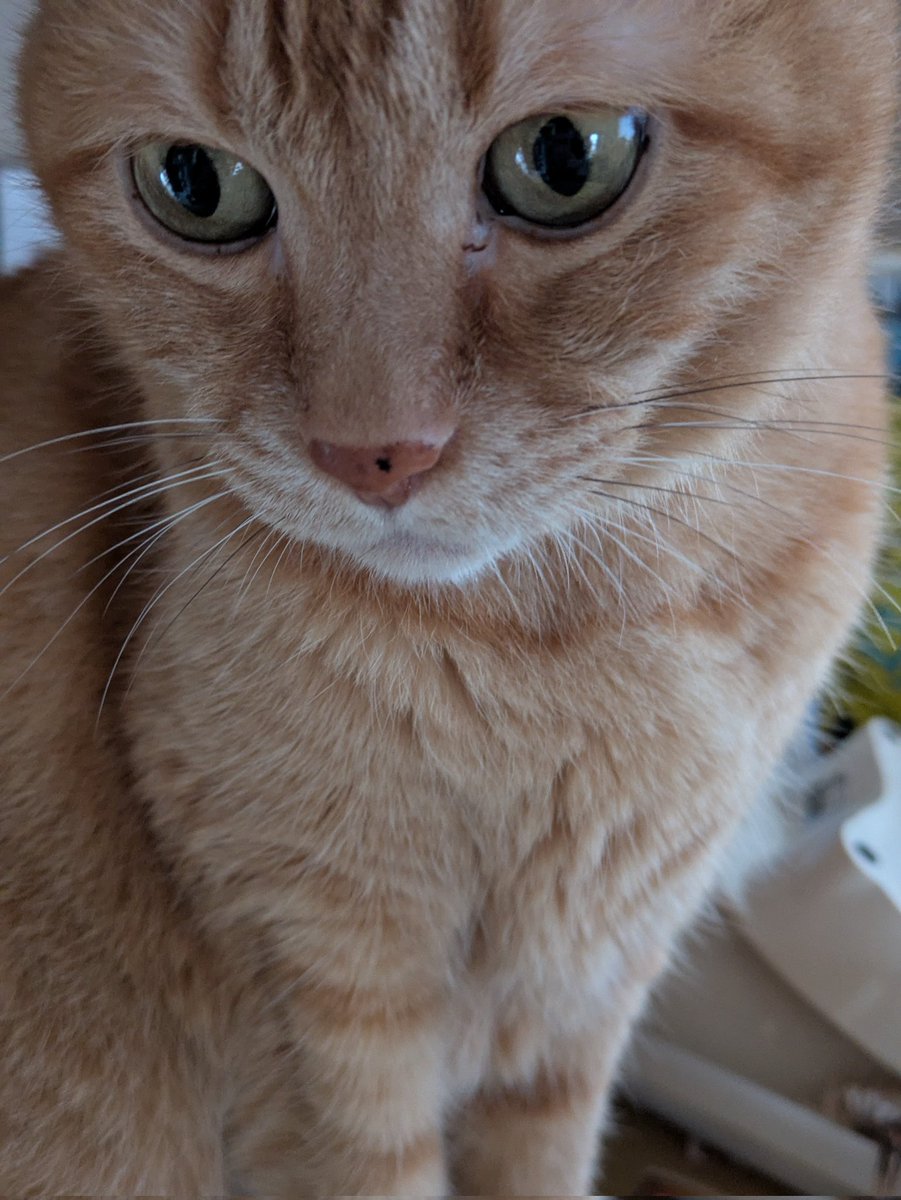 fuwahiro's tweet photo. ねぇごはん足りないんですけど…
 #茶トラ猫 https://t.co/JMMh7NBik9