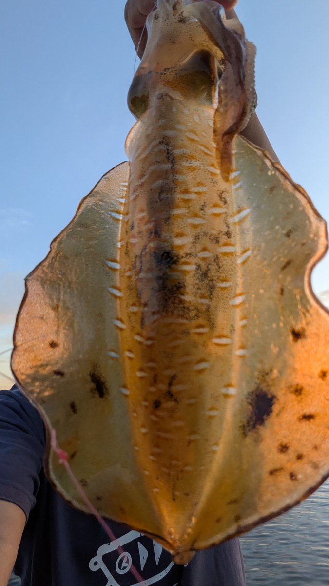 hiro39113's tweet photo. 2週間ぶりの小磯に🎣
2週間前はエソ何匹かとアオリ一杯
今日も朝イチで写真では巨大っぽい
500g位のアオリ
エギが写ってないけど、釣れると評判のエギ王Kムラムラチェリー3 5号
ラマレルか待ち遠しいと思っている間に少しづつ腕を上げてる??

#糸島エギング https://t.co/vN1MUJAOWz