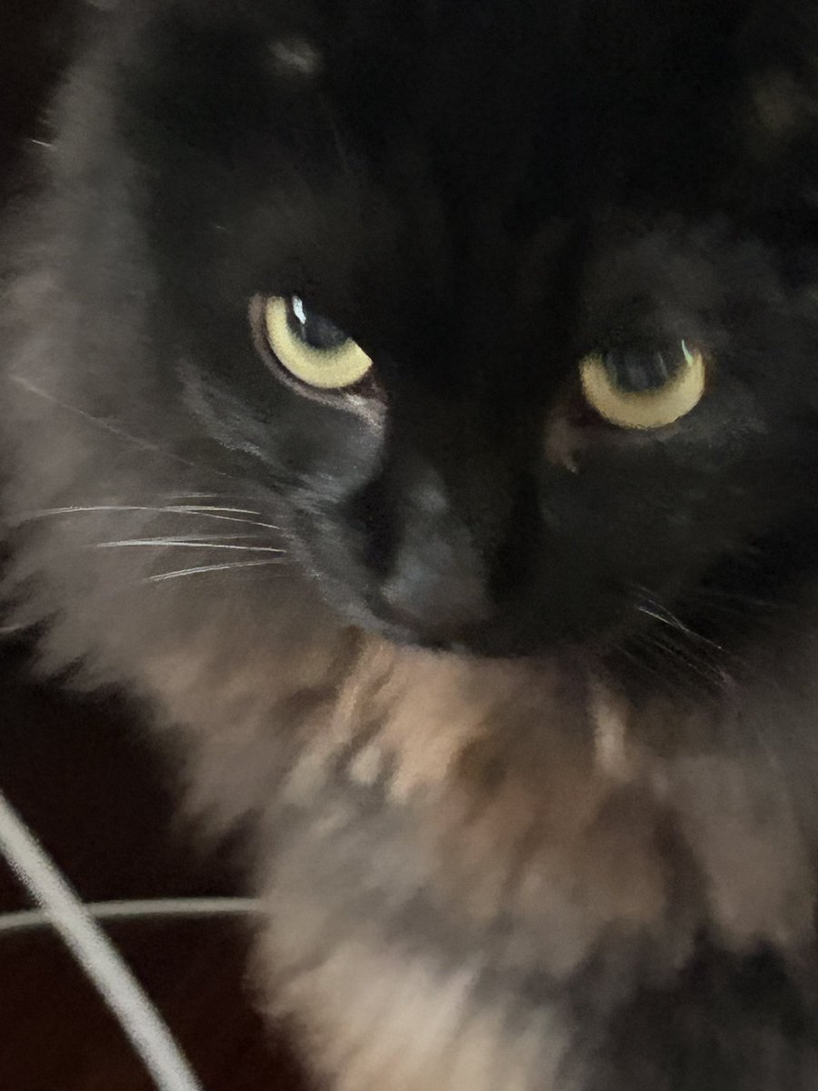 NbswfReAMO63193's tweet photo. こっち向いてよ〜😺
睨み…すごい…ごめんなさい https://t.co/Z6In5vTLop