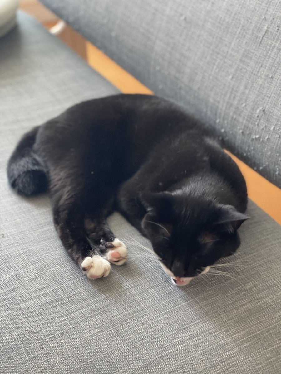 おはようございます なんか言いましたか？ #cat #猫
