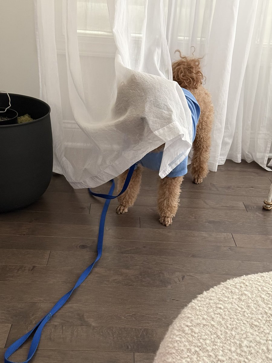 23LbsofHappy's tweet photo. Mawm very worrisome dat frens won’t like hers if they knows her secret …Hers is….Norske American. Buts I luv hers🥰#FIFA #hotinmiami #secretsageyou https://t.co/f57W3d31tw