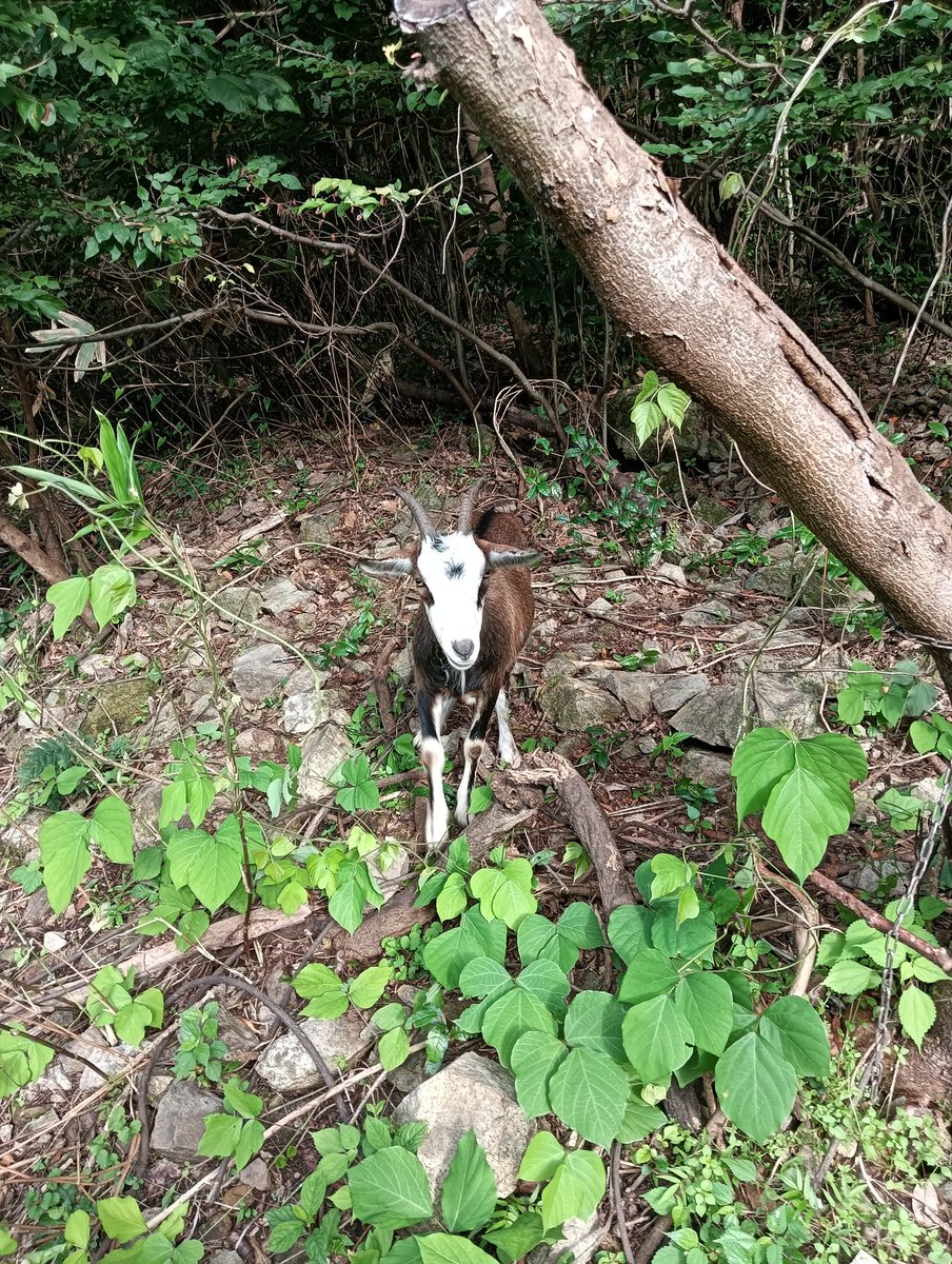 fuatad's tweet photo. 今朝のヤギちゃん、また畑から草を取ってくるね🐐🍀 https://t.co/z0ciRcNha3
