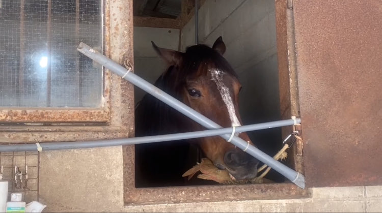 nankandamashii's tweet photo. ナンカンさんのおもちゃのビフォーアフター mischievous horse 🐎 Nankandamashii|ナンカンさんの馬小屋 #hors... https://t.co/V3juiud55M @YouTubeより
#馬 #horse #animal https://t.co/TthBNscSOh