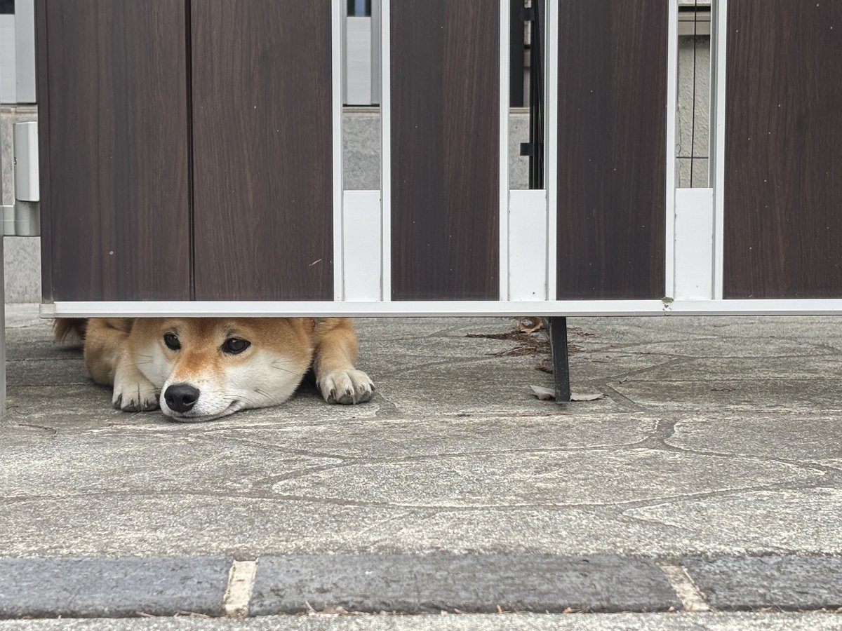 柴叉クロ (@Sibamata0301) / Posts / X