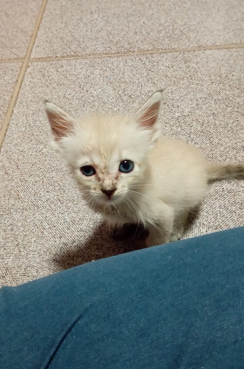 DanyMarx's tweet photo. Cara, pior que eu achava o Pietro lindo nessa primeira foto ai. Foi o primeiro gatinho que tratei, pra mim ele era o nenê mais lindinho do mundo nessa época. E essa é uma das melhores fotinhas dele quando bebê https://t.co/jmjMhv8ZO8