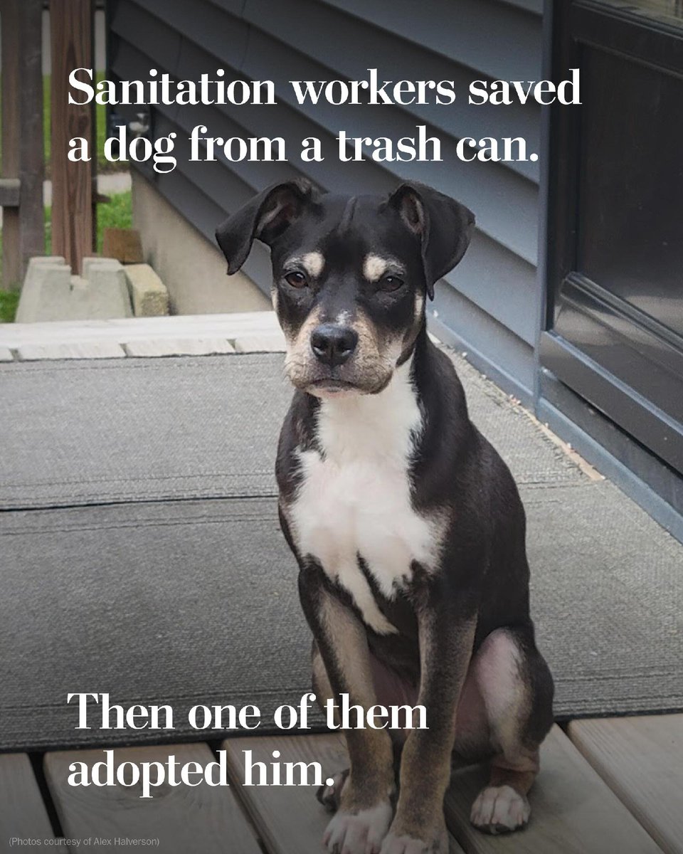 washingtonpost's tweet photo. Sanitation worker Nazir Nalls was emptying a garbage can into the back of his truck in Milwaukee in April when it suddenly slipped off.

Inside was a dog, painfully thin but still alive. His supervisor named the dog PJ and adopted him. https://t.co/gu4UfcTVZb https://t.co/2hbUWD4L0w