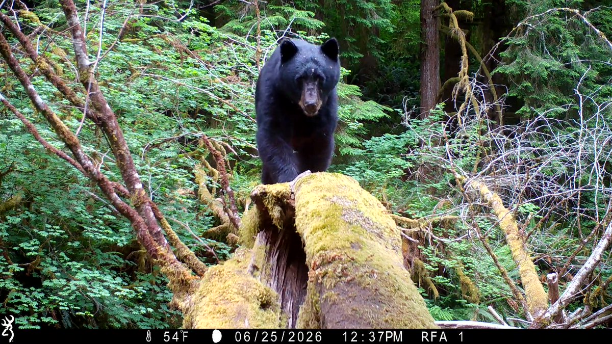 ORCoastWildlife's tweet photo. Carefree Black Bear - 5 Camera Angles - Browning Trail Cameras https://t.co/t5dLflTpMT via @YouTube https://t.co/51yj373pht