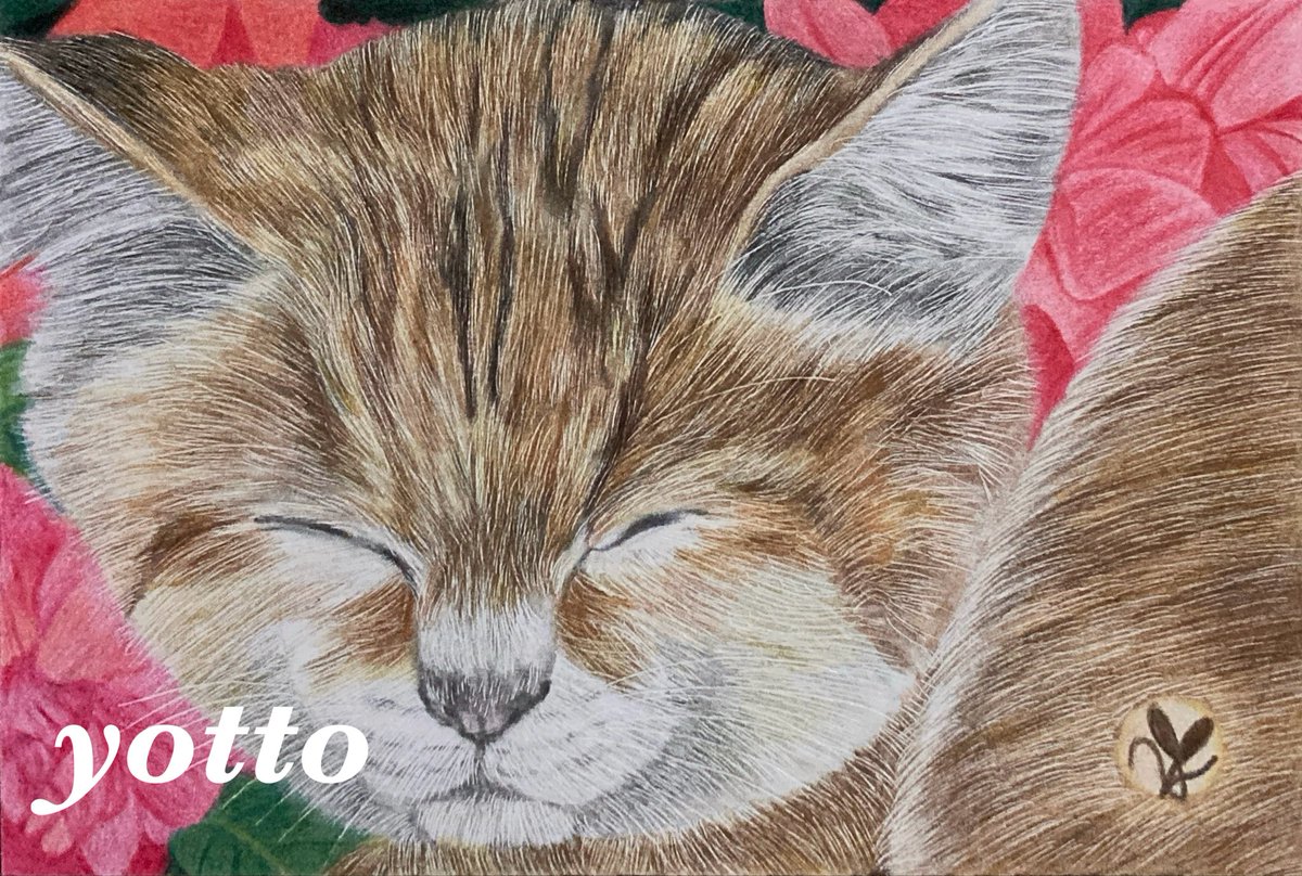 ekakibito2's tweet photo. 色鉛筆画【 スナネコ 】
#色鉛筆 #スナネコ

完成しました。

ポストカードサイズの作品になります。

ご覧頂き有難うございます。
　　　　　　　　　　　　　　ー yotto ー https://t.co/iqBcSs6Jiu