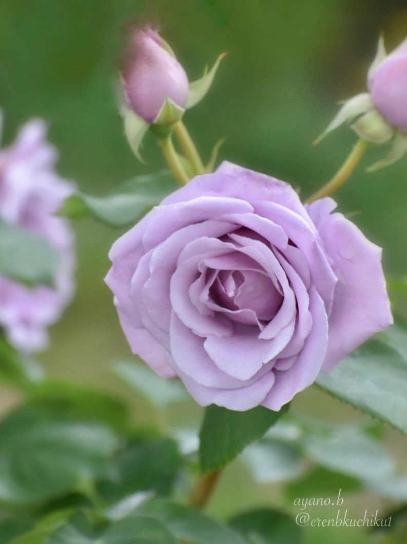 erenbkuchiku1's tweet photo. 紫の薔薇 https://t.co/IbG6xc6Km1