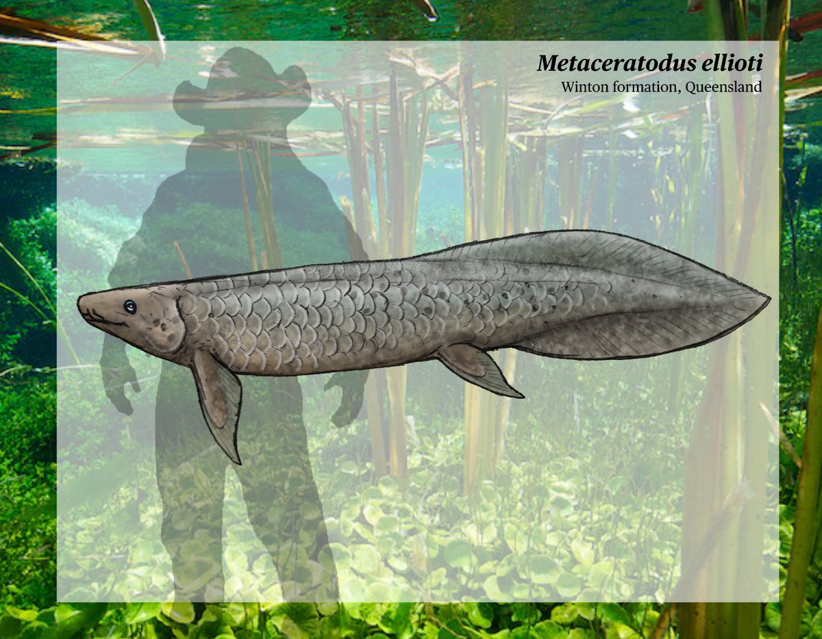 liddle3181's tweet photo. Life reconstruction of the extinct Lungfish Metaceratodus ellioti, known from the Winton formation of Australia 

#art #paleoart #fish #australia #sciart #lungfish https://t.co/YRNBxxEu0W