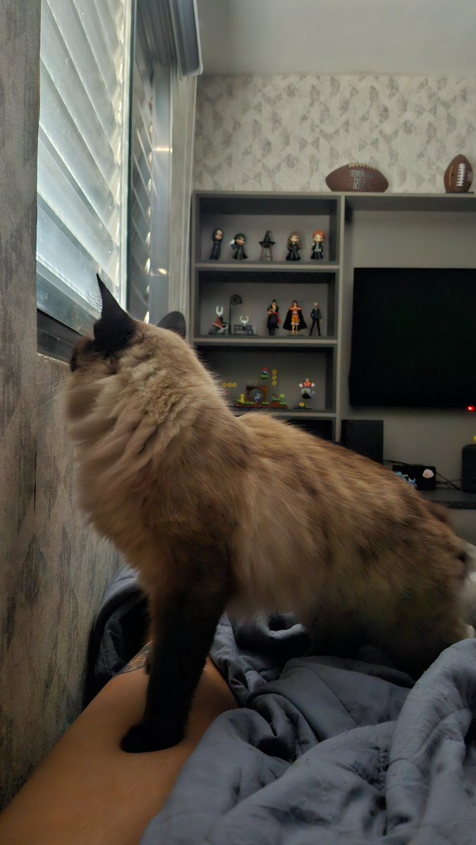 mandynudes_'s tweet photo. minha perna a ponto de quebrar por causa dessa desgraçadinha https://t.co/hfZe2vMOld