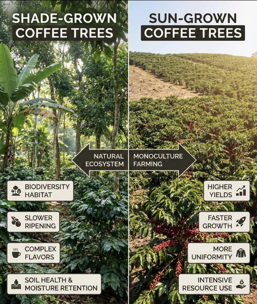 GKatabazi's tweet photo. There’s a massive difference between a coffee farm that looks like a natural forest and one that looks like an industrial field. 🌳☀️

As this infographic shows, the way coffee is grown has huge implications for both flavor profile and environmental impact.

Shade-Grown Coffee (Left): Integrated into a natural ecosystem. 

The canopy trees provide vital habitat for birds and insects, protect soil health, and crucially for us coffee lovers slow down the cherry ripening process. This patience results in a denser bean with far more complex flavor potential.

Sun-Grown Coffee (Right): Often a monoculture focused on maximizing yield quickly. 

While it produces more coffee faster, it often lacks the depth of flavor found in shade-grown beans and requires more intensive resources.

Let’s we champion farming methods that respect nature and produce a superior, complex cup. 

Does knowing how it's grown change how you buy your beans?