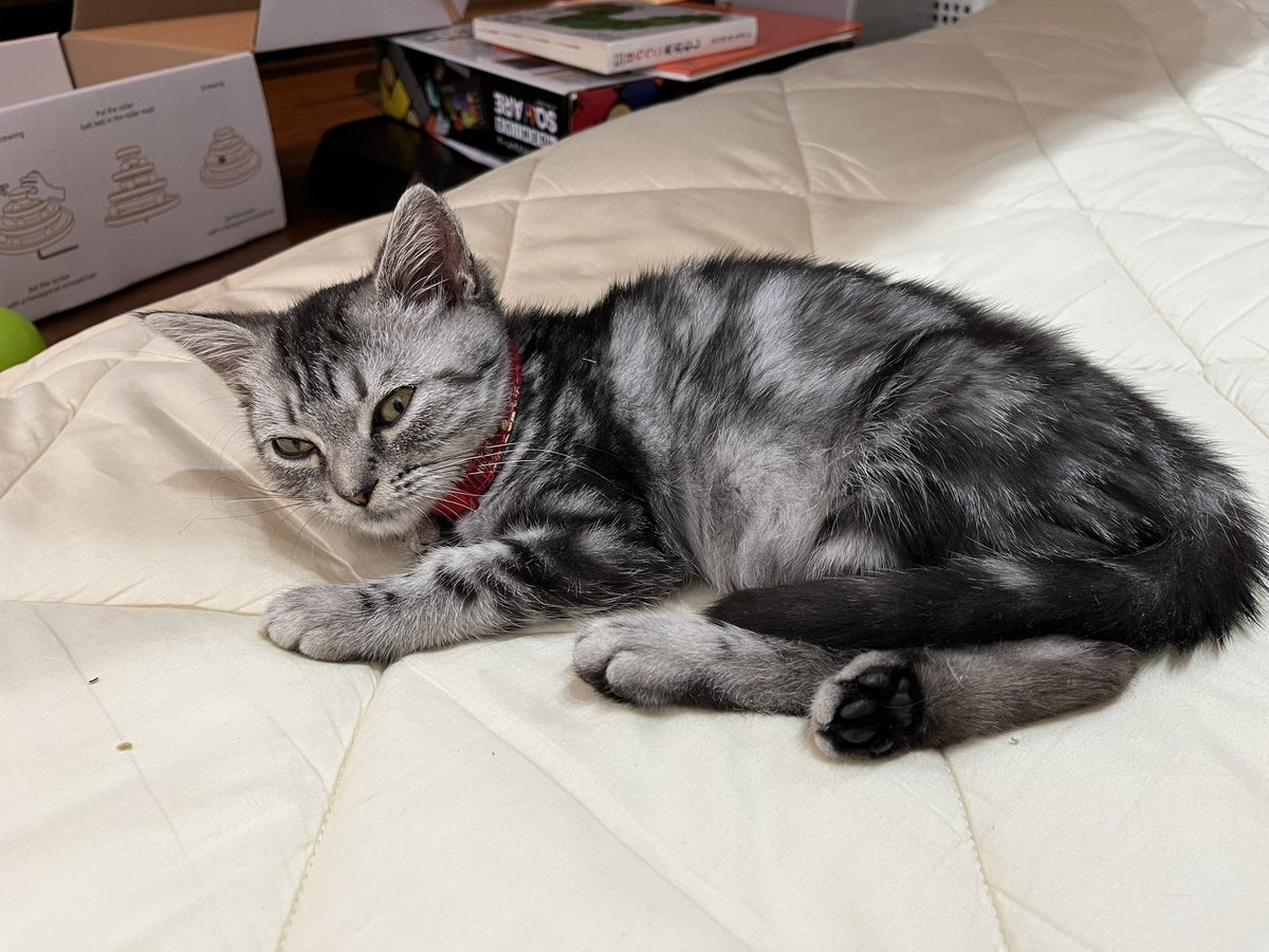 tomashi0510's tweet photo. ねこいる https://t.co/V7Xc9fVRxp