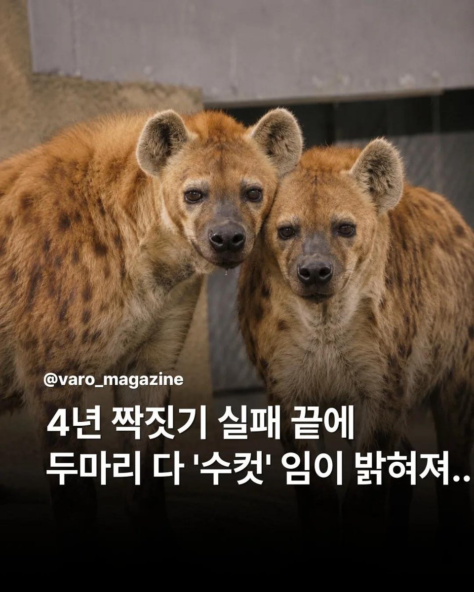 nyse_min's tweet photo. 근데 하이에나 암수구별을 못하나.....
왜 못하지 https://t.co/n9ABOczgPs