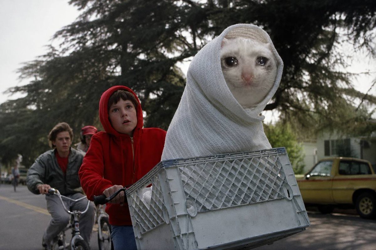 CRYING CAT tweet media