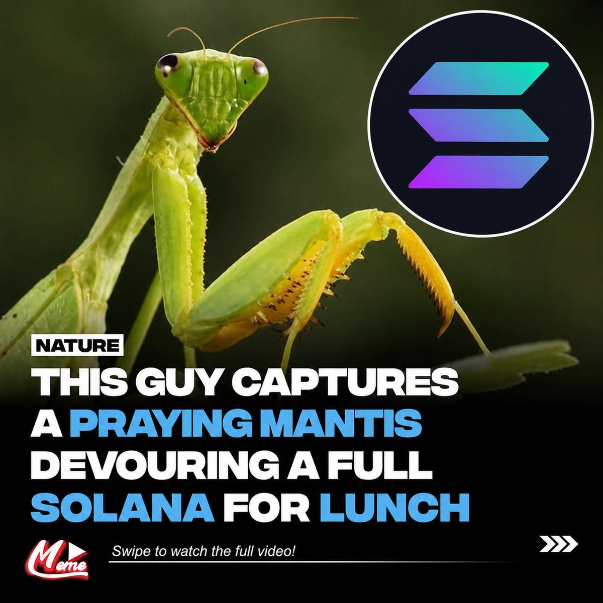 rhmascot's tweet photo. @WhaleInsider JUST IN: Eric Trump says 'A mantis is devouring all the volume from sol and bringing it back to eth.' https://t.co/QTlK1GHnZZ