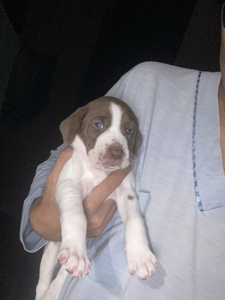 prodjefinn's tweet photo. algum veterinário sabe me dizer a raça desse cachorro que abandonaram no quintal da minha casa? https://t.co/xu5amD1Y4V
