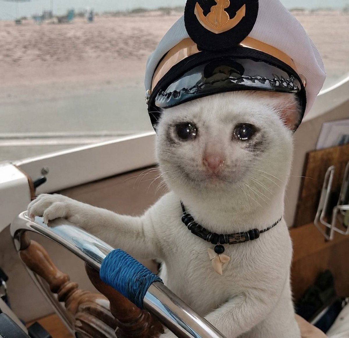 CRYING CAT tweet media