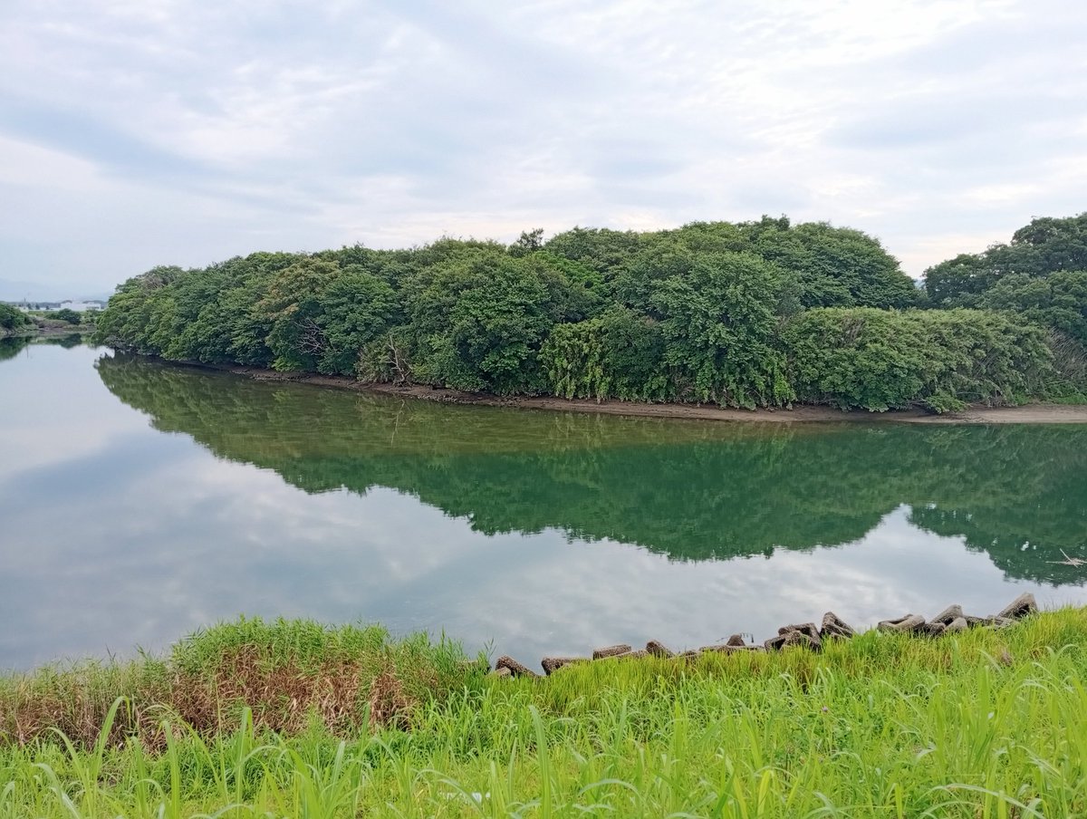 tommaccl's tweet photo. Looks like there's something big moving around in here. Man, I haven't fished this spot in forever. The sweetfish are probably further upstream, but I bet there are some massive carp in here. If you prep and cook them right, they're actually edible⬇️
https://t.co/1ugjjLkoA0 https://t.co/cwQmRiYP3f