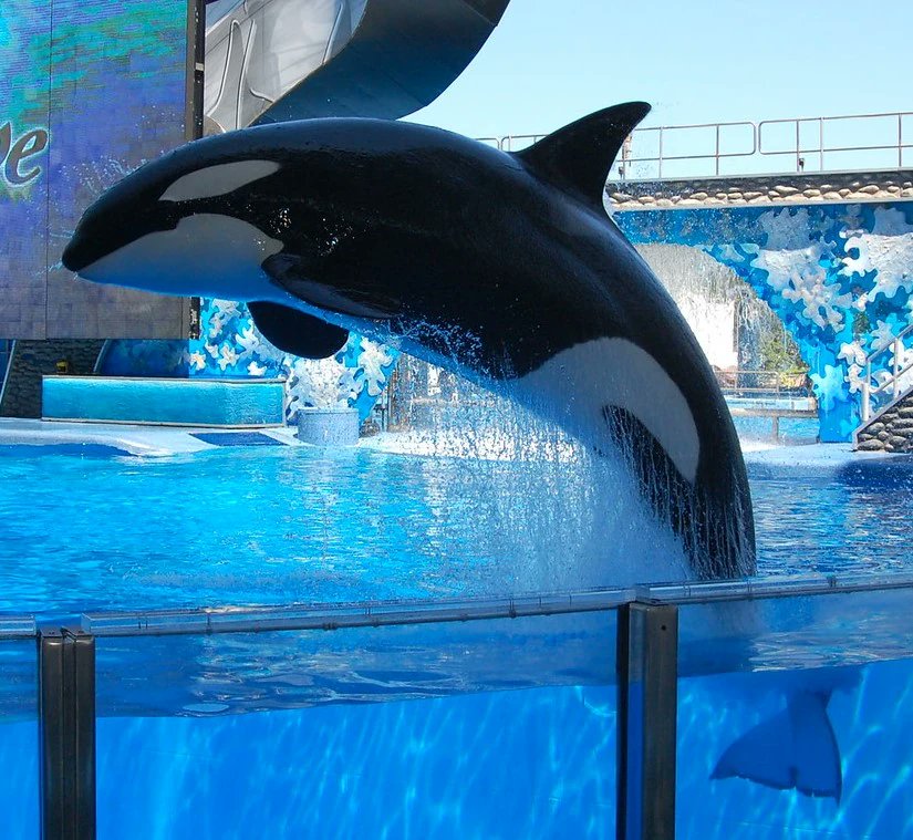 Shamu Visions® tweet media