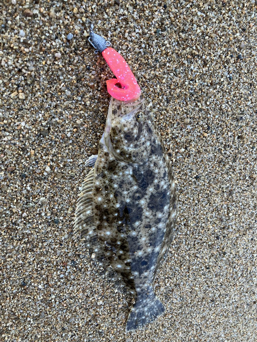 monnonkm's tweet photo. 「やっぱおったか」「まだおったか」「もうおったか」
#淡路島
#アジング
#メバリング
アジメバは
#レベロク
#ボンビー
#ドチャート https://t.co/u2FcQQYdSn