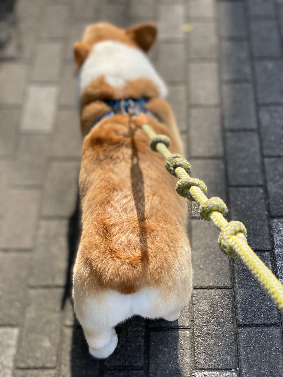 お散歩中の飼い主の視点がこちらです。