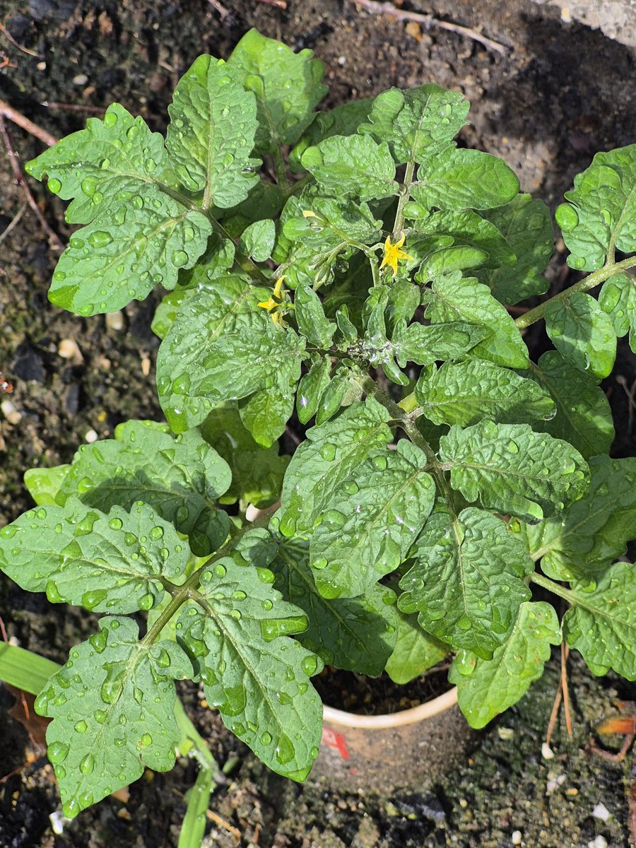 m2yukko's tweet photo. 育てているミニトマト🍅の花がもう少ししたら咲きそう
育てて実がなる　水のありがたさ🙏✨
#感謝の日々 https://t.co/zCRA6A2l27