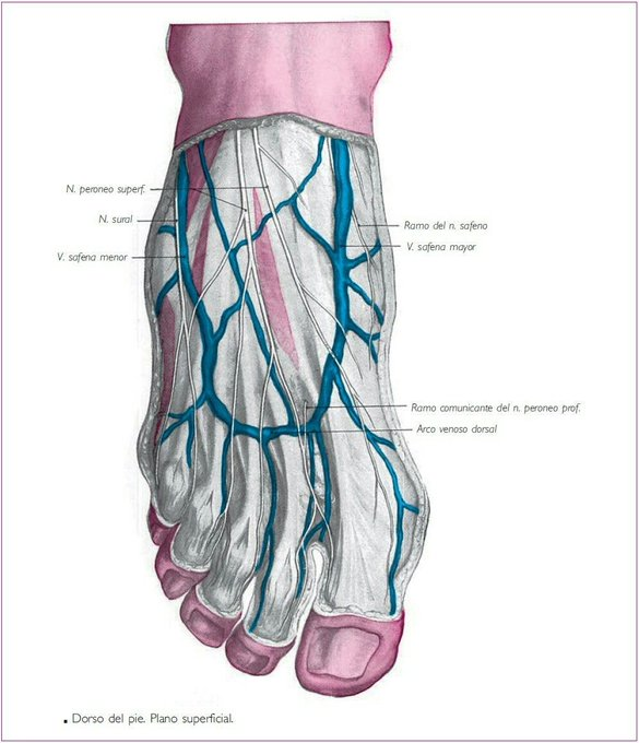 milenialmentors's tweet photo. Vello en los dedos de los pies: una pequeña pista sobre tu salud metabólica y cardiovascular.

Puede parecer un detalle insignificante, pero clínicamente revela información crucial sobre cómo está funcionando tu cuerpo por dentro.

Si no tienes vello en los pies, esto es lo que tu cuerpo intenta decirte: 🧵