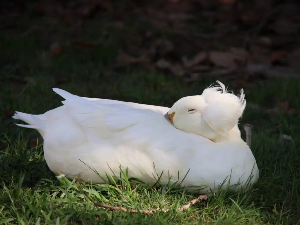 Vex_ation_'s tweet photo. do u think Berdly sleeps like this bc of how some birds sleep with their heads tucked under their wings https://t.co/Vvkpxs70wu