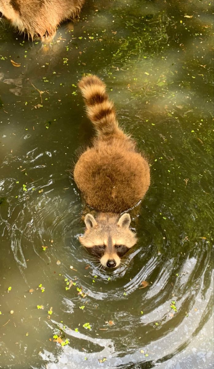 gothichunnybat's tweet photo. how does pinterest see you? 

　ིྀ ͝  ⏝ི ྀིྀ ིྀ ͝ ⏝♡ ིིྀ ͝　

☕ cafe
🐇 animal
🧁 food 
🌸flower https://t.co/ZPOVNbu8Ds
