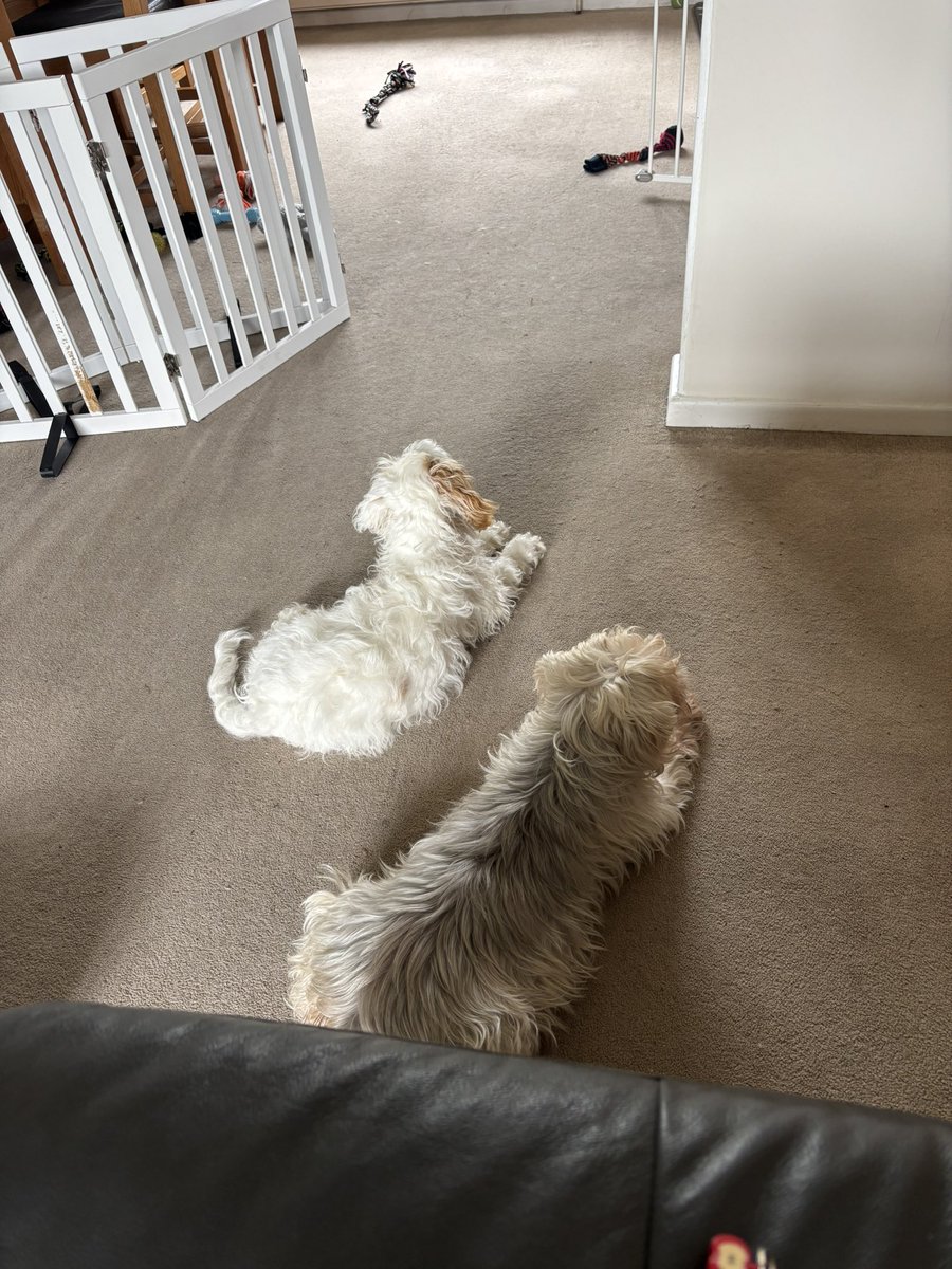 shushulives's tweet photo. outfits &amp; dogs are my happiness https://t.co/DvPC4el0mE
