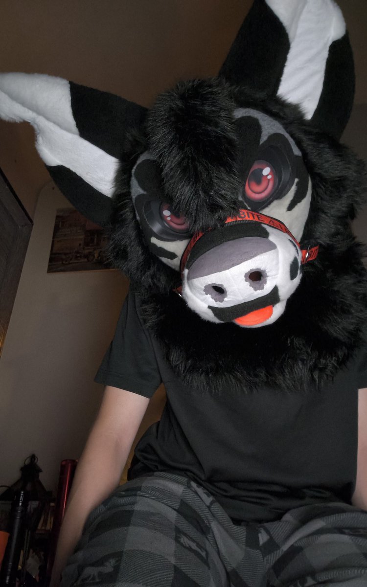 CrowleyMalaMute's tweet photo. Here's some new fursuit pics of Crowley https://t.co/IuLvmpbscx