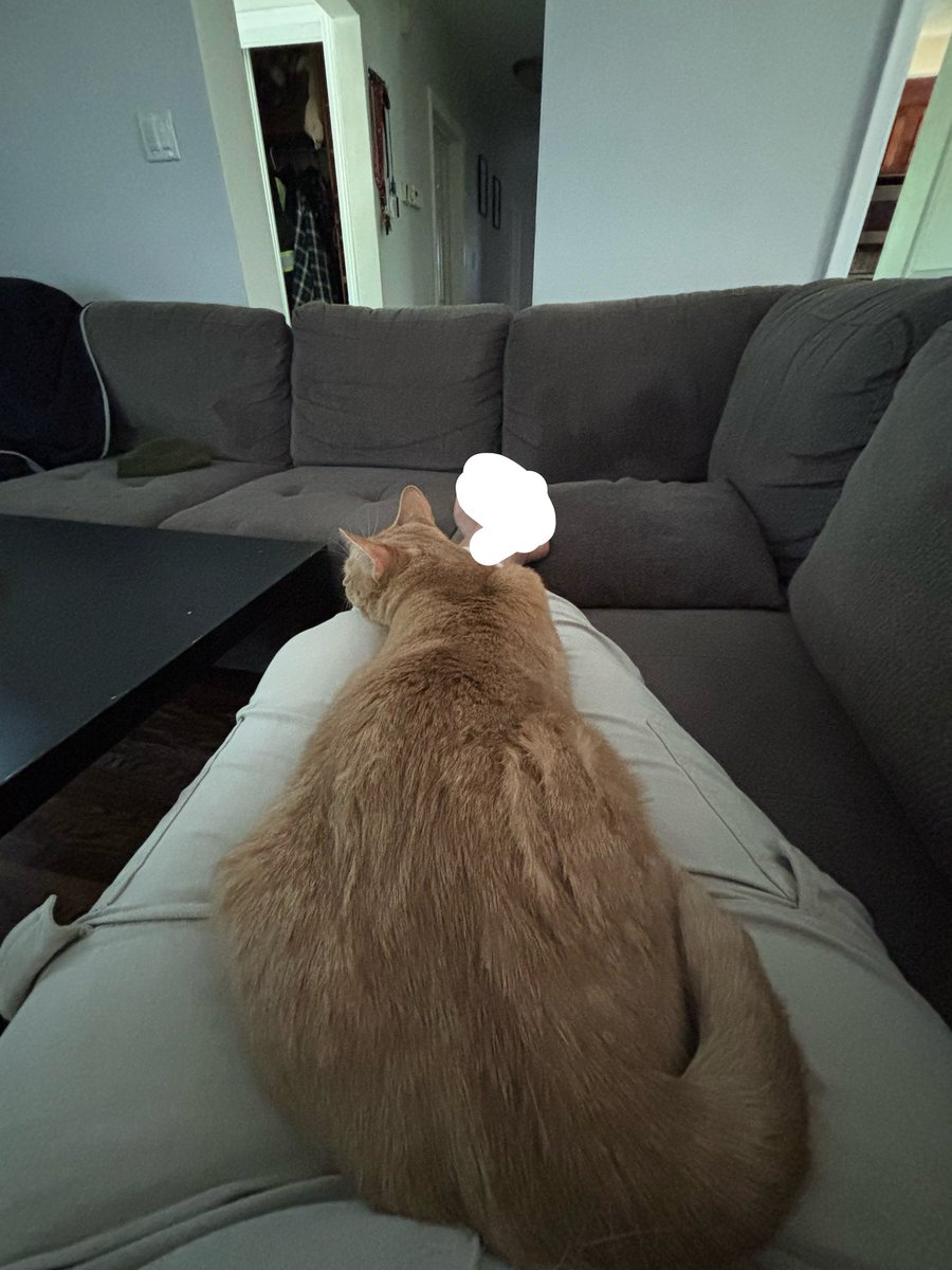 mvodo's tweet photo. my cat got up from his bed to come and lay in my lap, like that’s just so cute. His little brain decided my lap would be warmer and comfier than his bed.🥹🥹🥹 https://t.co/C066YeigUM