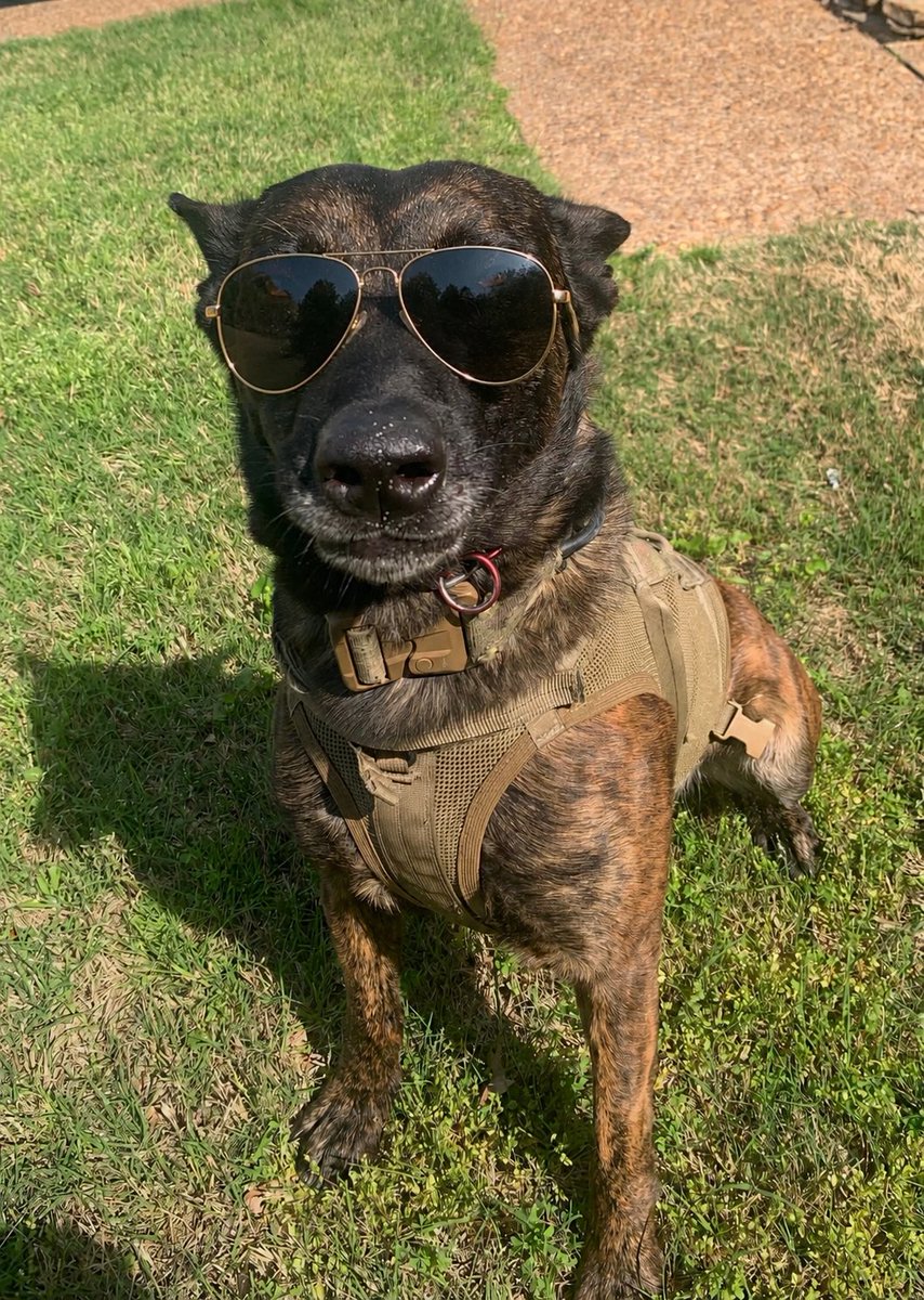 BARTLETTPOLICE's tweet photo. It’s National Pet Photo Day! While our working K9s can’t be pet (while in work mode), they can be photographed. 

You’re too cool Kodi! 

🐕🕶️💪

#BarkTheBlue https://t.co/eEAr728ZPZ