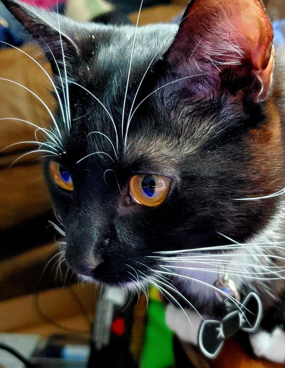 JenTalksBooks's tweet photo. @erics_escapades Vesters says hi &amp; Happy Caturday! It's storming here, so he's laying low &amp; napping a lot. https://t.co/emkPlSZch1