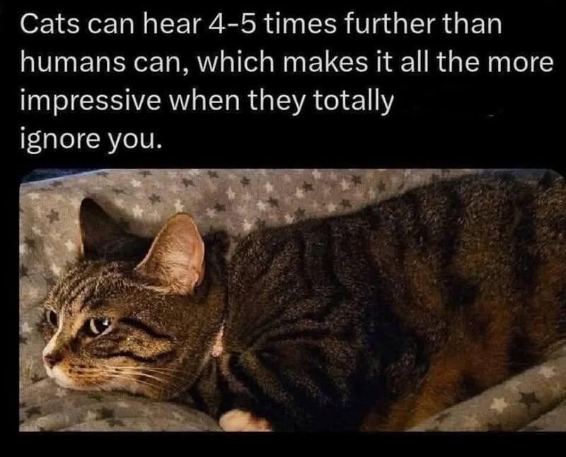 causticbob's tweet photo. #Caturday https://t.co/cUdnFYtl39