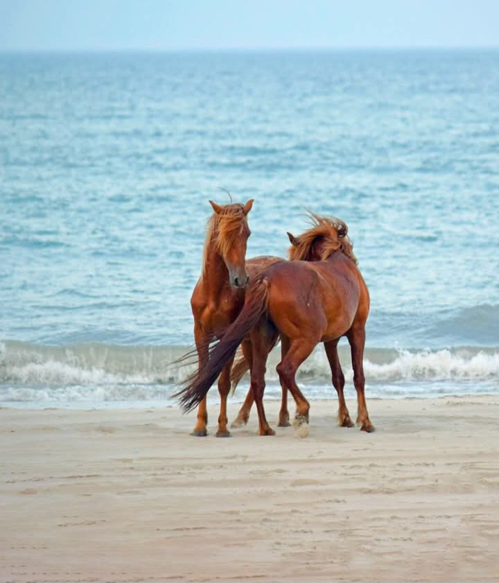 deborah_bucher's tweet photo. Horsing around on OBX https://t.co/9VYxQpaLiZ