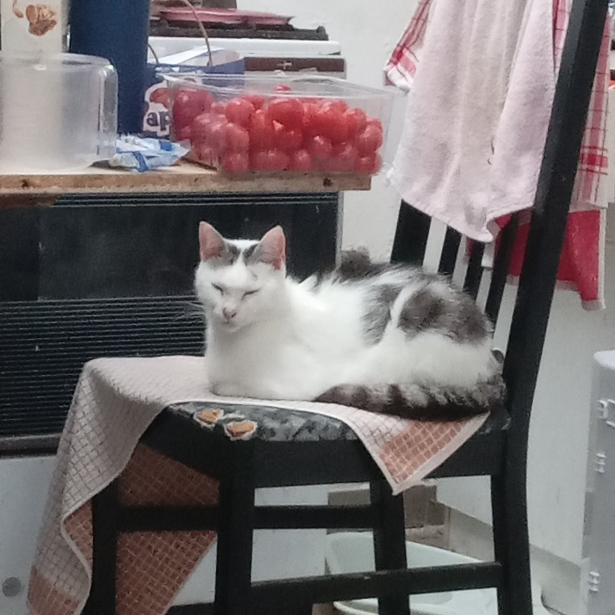 simpleabonne's tweet photo. #KitchenGuard
#GardienDeCuisine
#Caturday
#Chamedi https://t.co/dPpWS82dqK