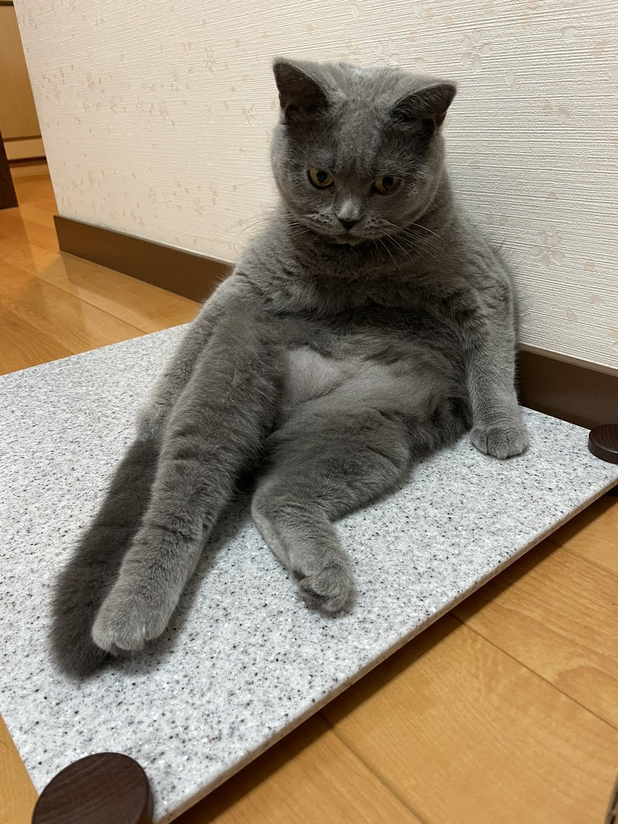 KosugiMaki's tweet photo. しゃなり

#ブリティッシュショートヘア https://t.co/cOwowtQvvx