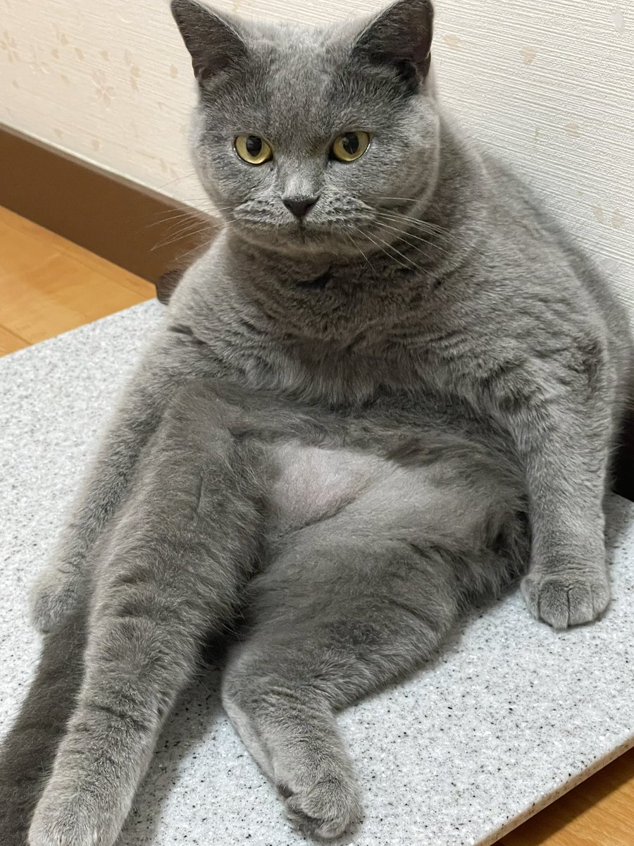 KosugiMaki's tweet photo. しゃなり

#ブリティッシュショートヘア https://t.co/cOwowtQvvx