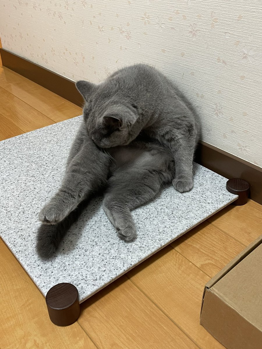 KosugiMaki's tweet photo. しゃなり

#ブリティッシュショートヘア https://t.co/cOwowtQvvx