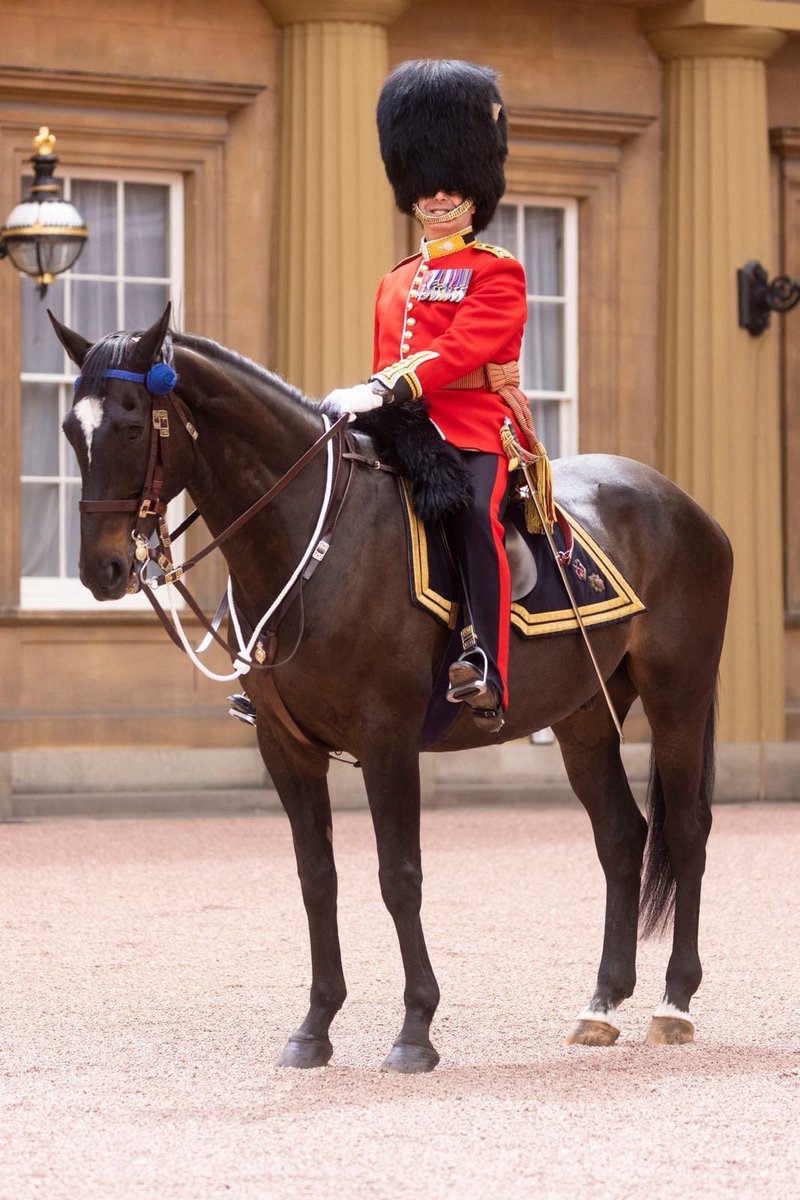 Official_DATR's tweet photo. Ex-MWH Nimrod served a prestigious career with @Householddiv (London) &amp; following some time out at grass, he was prepared for retirement with the Horse Trust!

Special thanks to Colonel Levine for the images attached! 

#DATR #Retirement #MWH #MWA #MilitaryWorkingHorses #Rehoming https://t.co/Cuy6VA3DdG