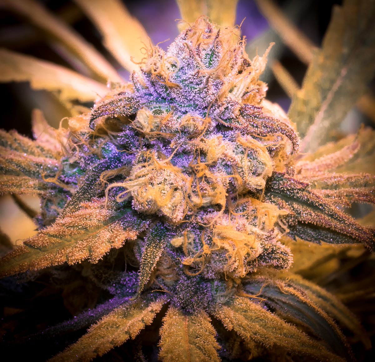 RipperSeeds's tweet photo. CBG isn't a cannabinoid that's abundant in the mature plant: most of it converts into THC and CBD before harvest. In this article we explain what it is, what effects it has, and how to get it by applying the right cutting window ➡️ https://t.co/0XDgPERUlT https://t.co/8VBykQFAss