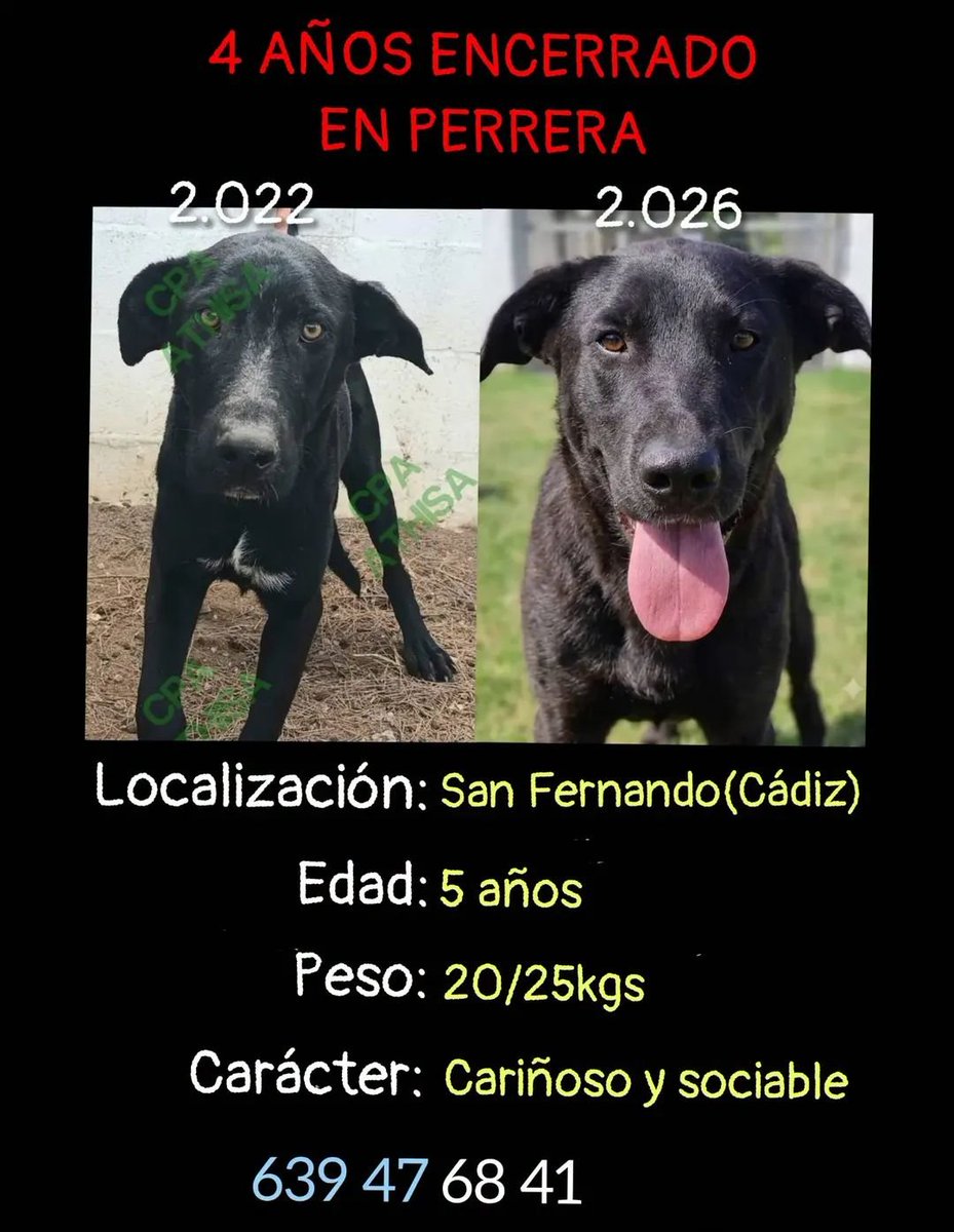 SilviaMylo's tweet photo. Levi se creía que llevaba dos años en la perrera y lleva cuatro años 💔😢
Le vemos con la hierba de fondo y creemos que está bien, pero esa no es la realidad, pasa las 24 horas en una terrible jaula, no quieren que se vea😞😢
Podéis imaginar al poquito de la foto, un instante, volver al horror?
Es negrito, cruce, va a esperar el pobre el milagro que nunca sucedió de cachorro?? 😢
Perrera de Jerez
652221178
699 73 13 30
